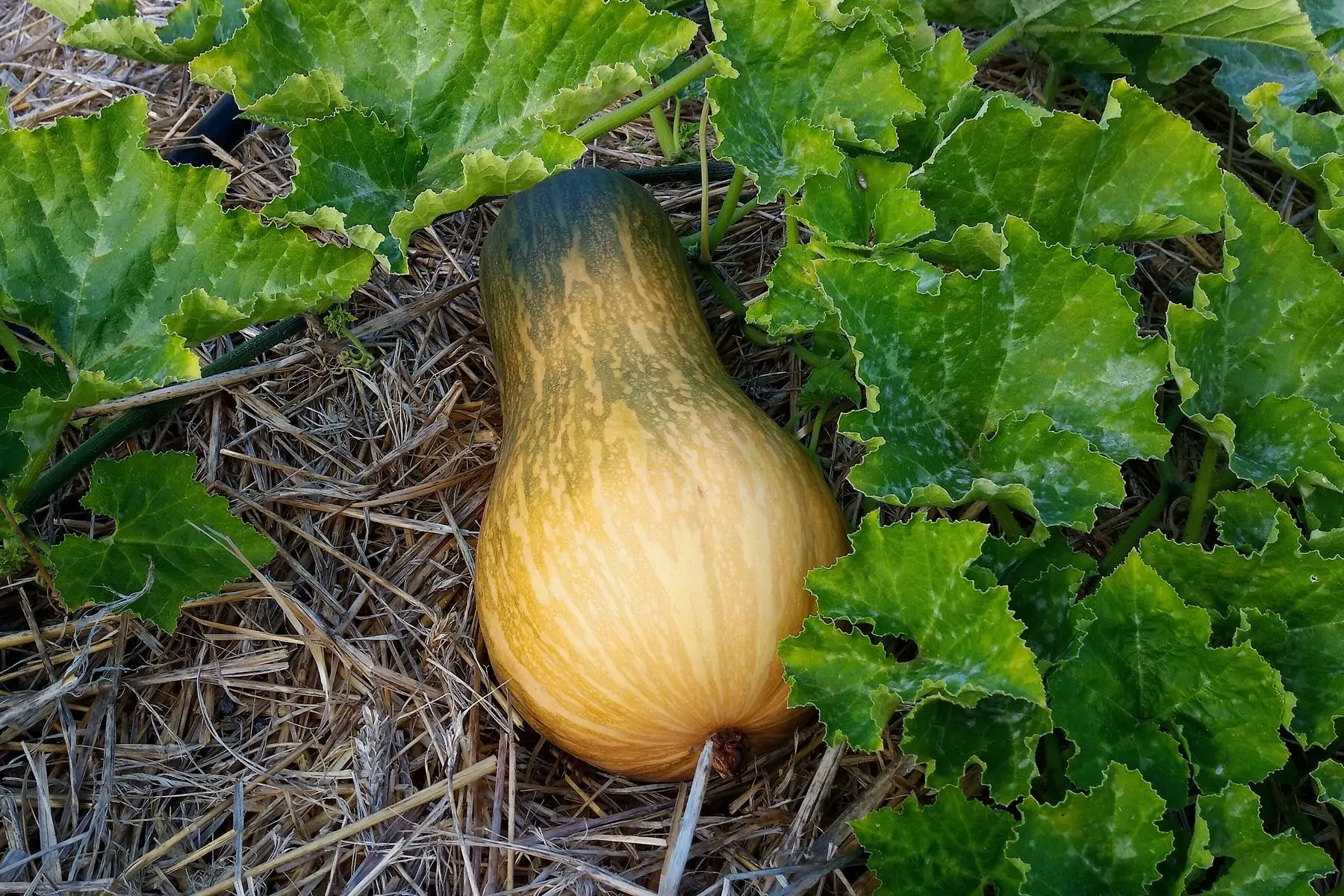 courge sucrine du berry