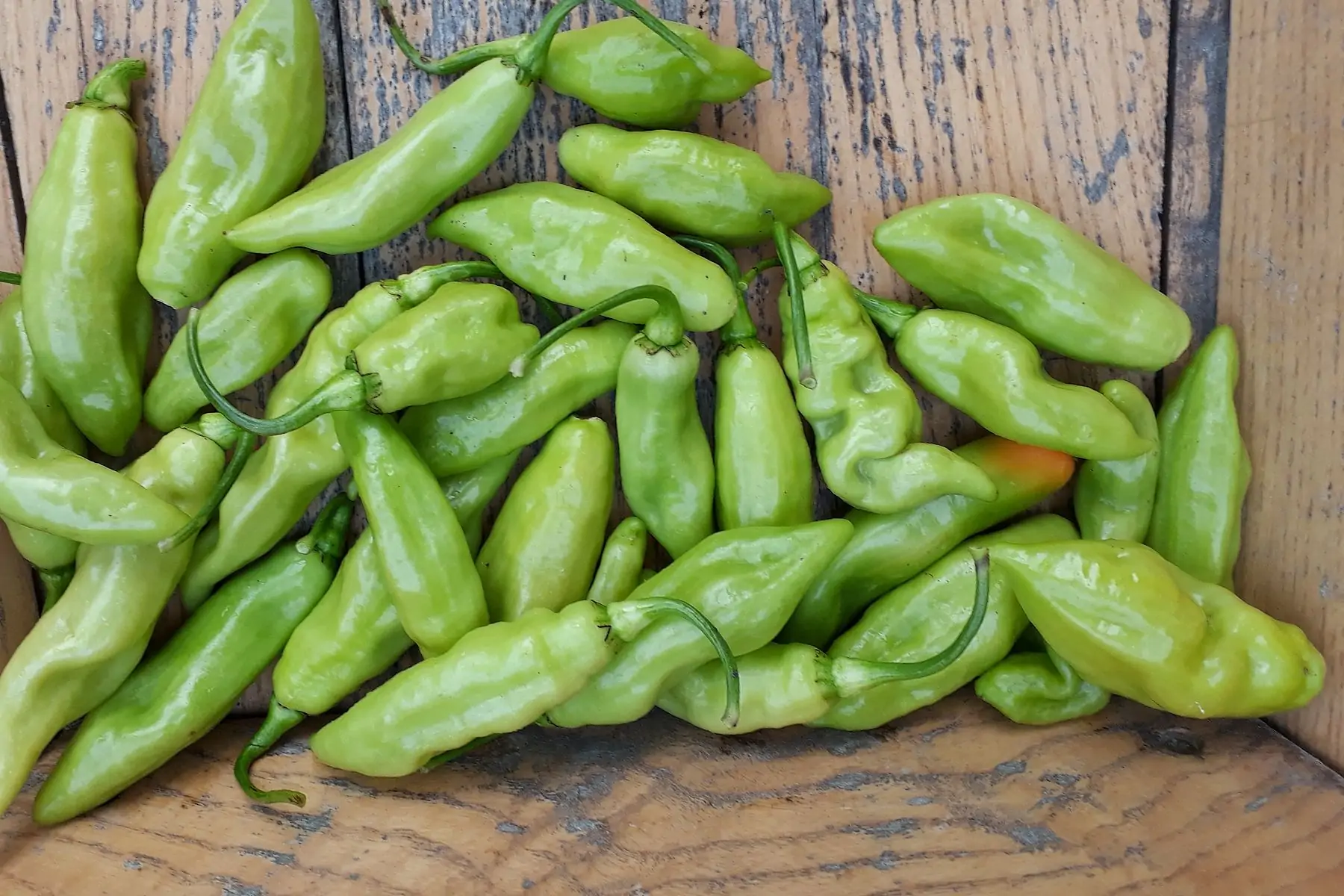 piment vegetarien (100grs)