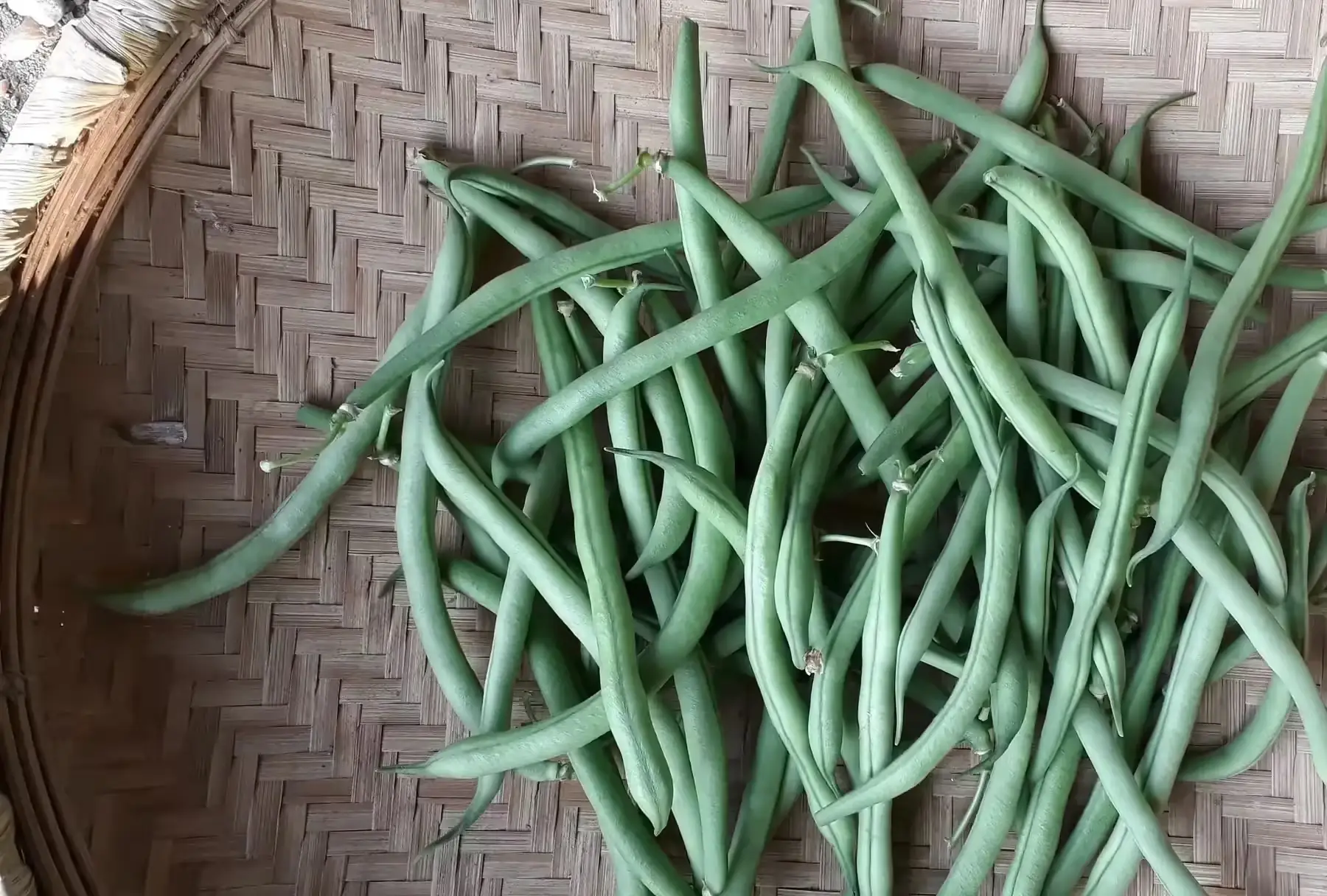 haricot vert