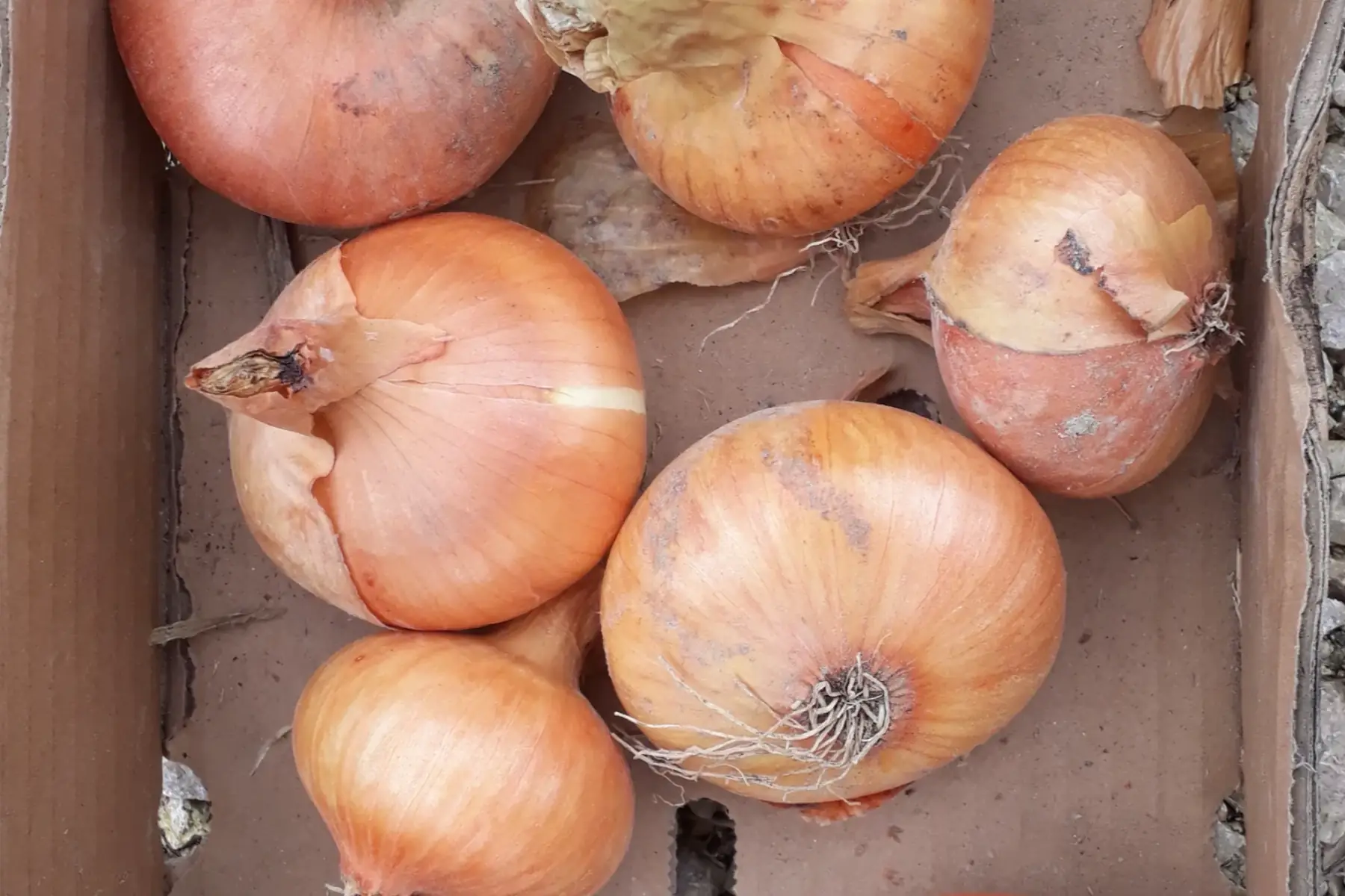 oignon paille des vertus