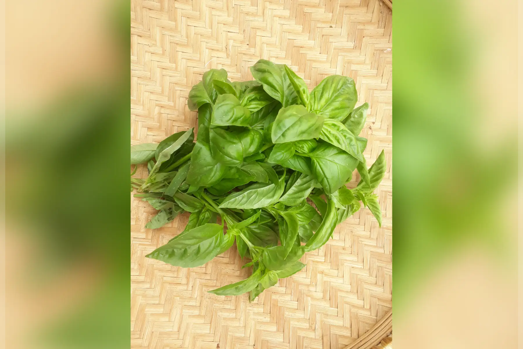 basilic ( du senegall) 50grs