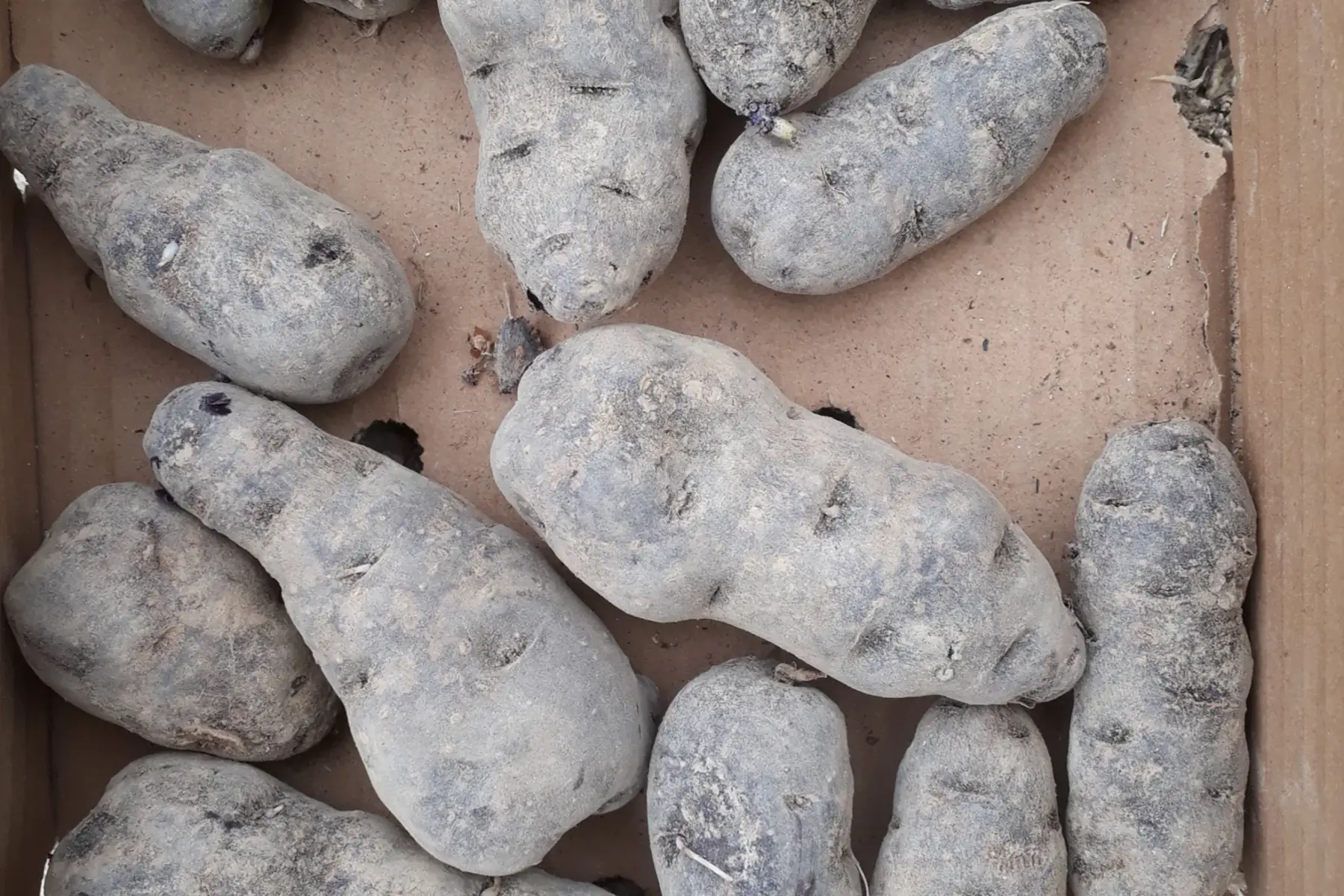 pomme de terre vitelotte 500grs