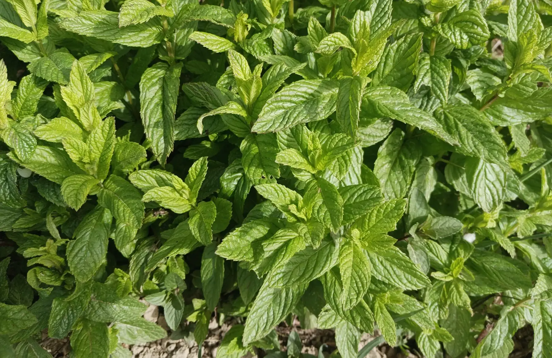 botte de menthe glaciale (80 grs environ)