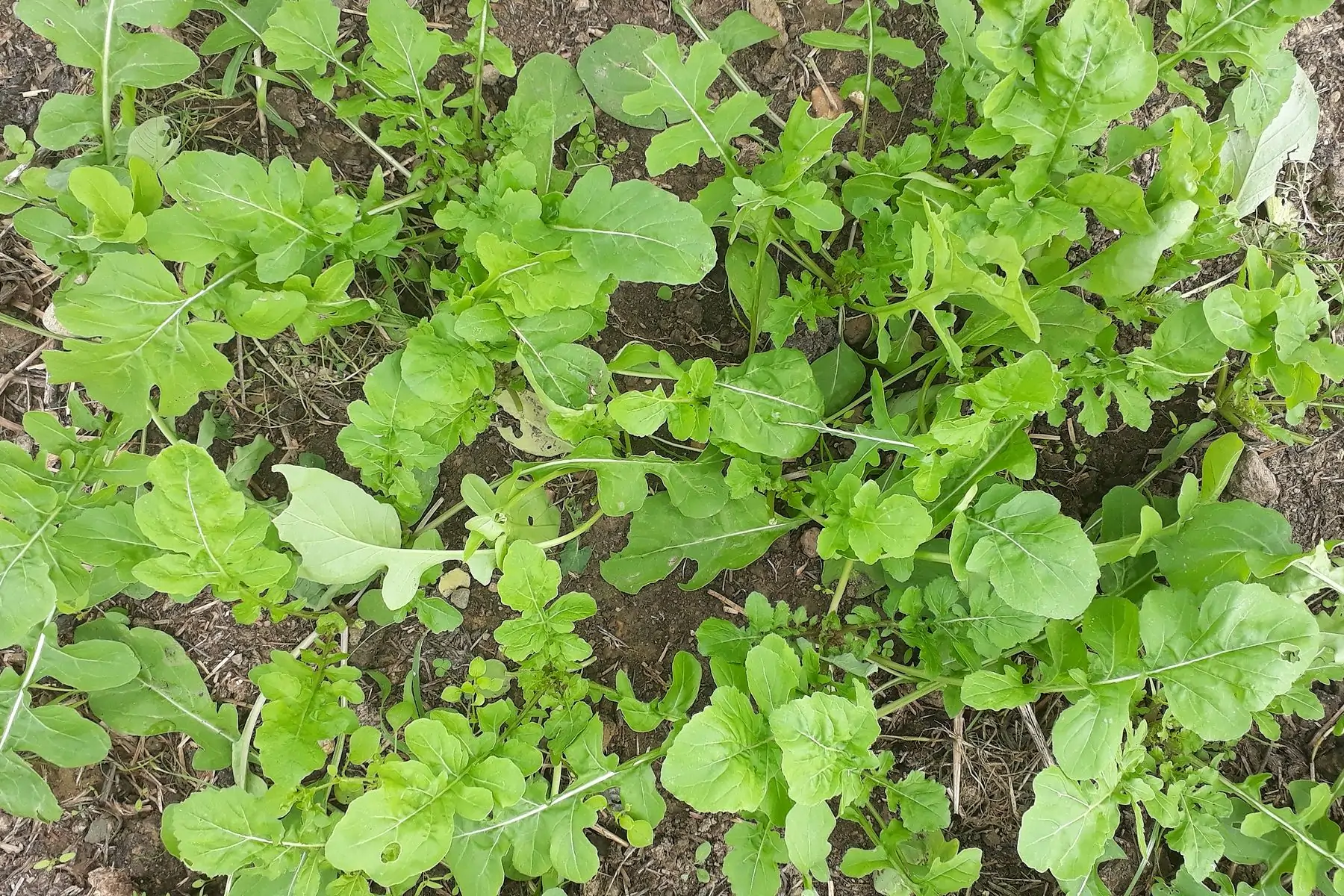 roquette