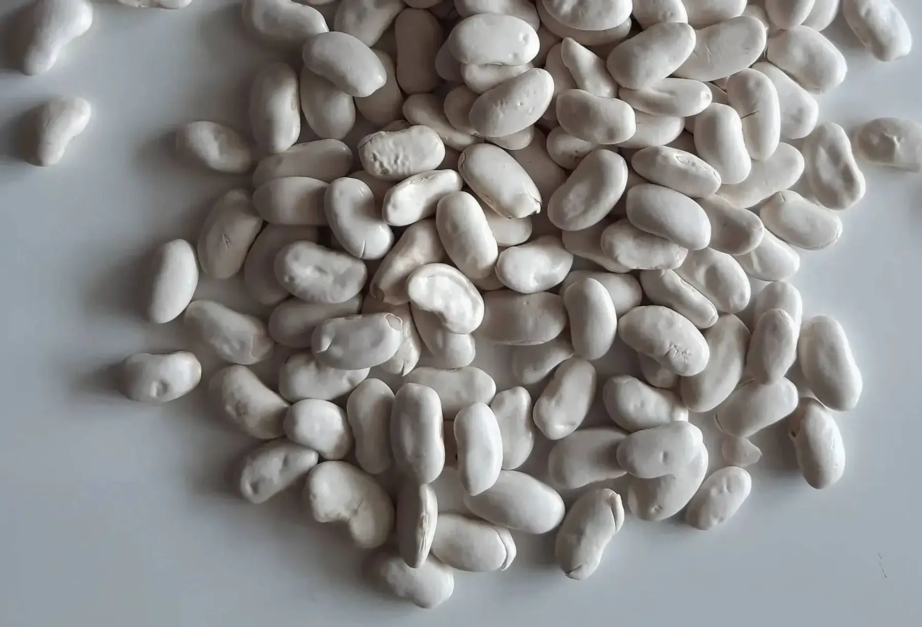 haricot blanc gourmet (type tarbais)