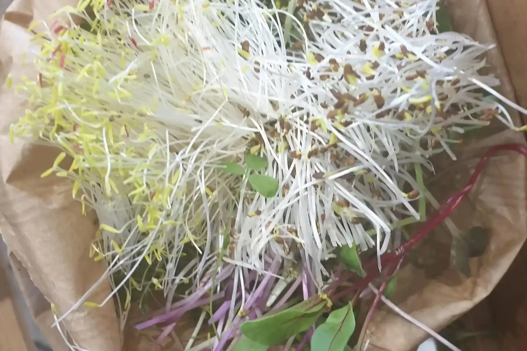 mesclun de micro-pousses (selon récolte)