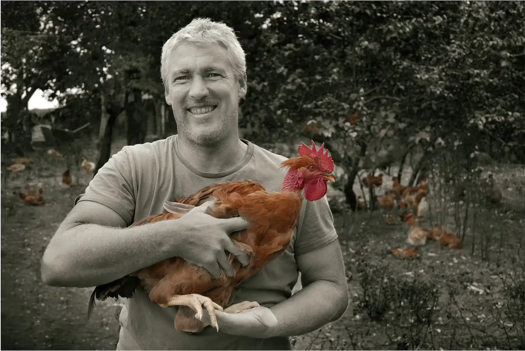 poulet entier moyen 1.9 kg 2.1 kg