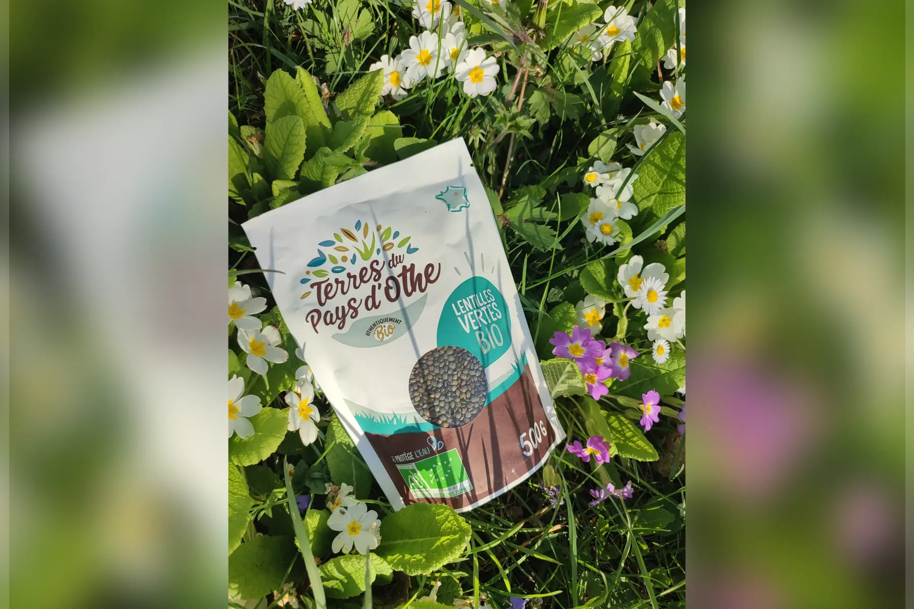 lentille verte biologique