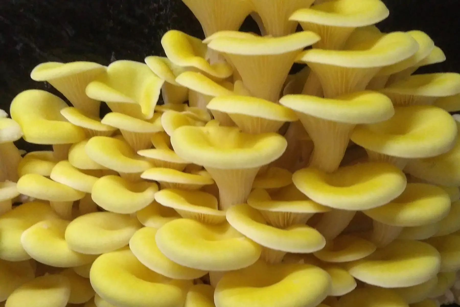 pleurote jaune