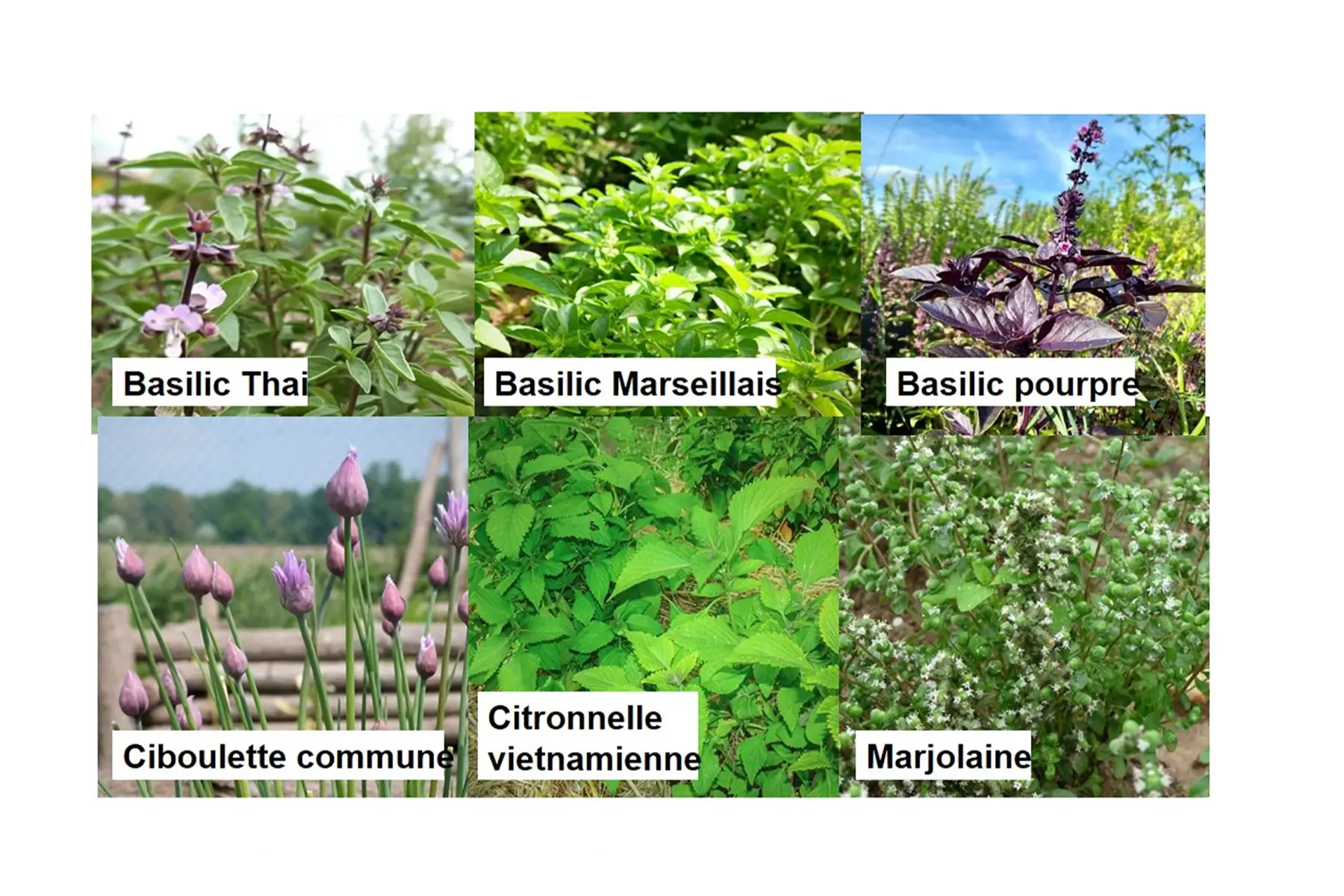 Semences d'aromatiques paysannes au choix