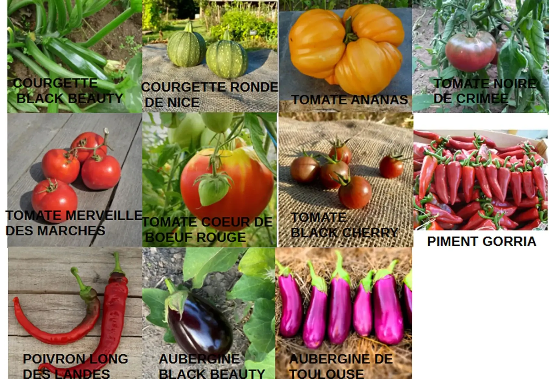 Plants de tomates, poivrons, aubergines