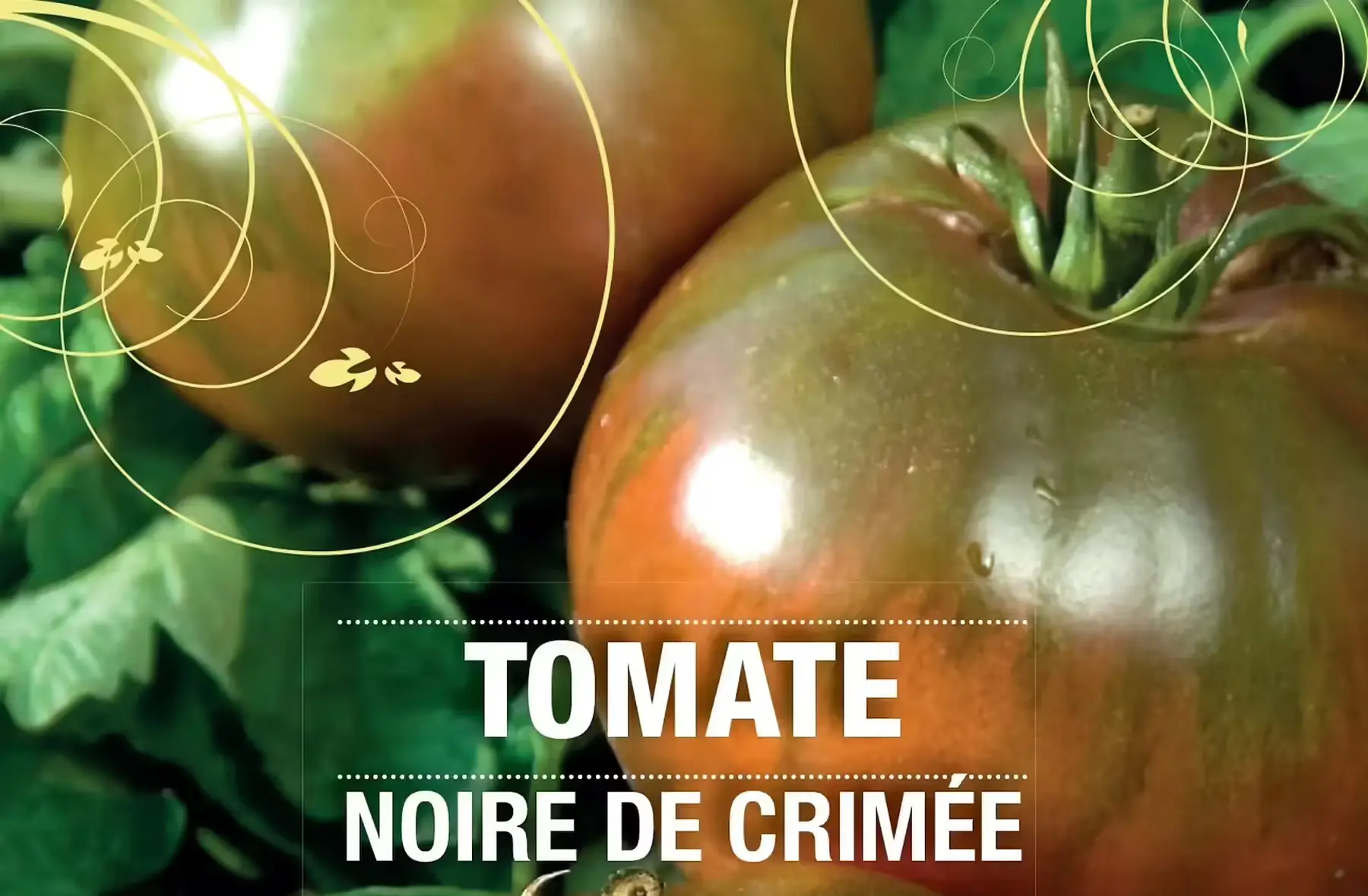plant de tomate noire de crimée bio