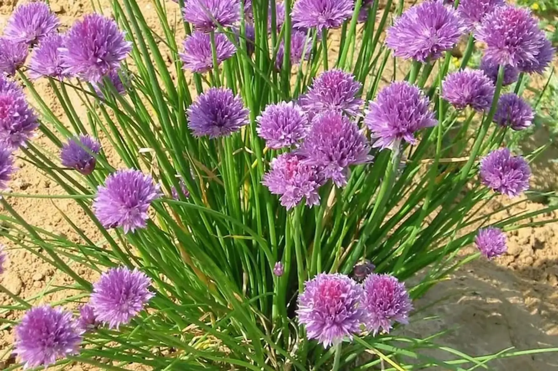 plant de ciboulette bio