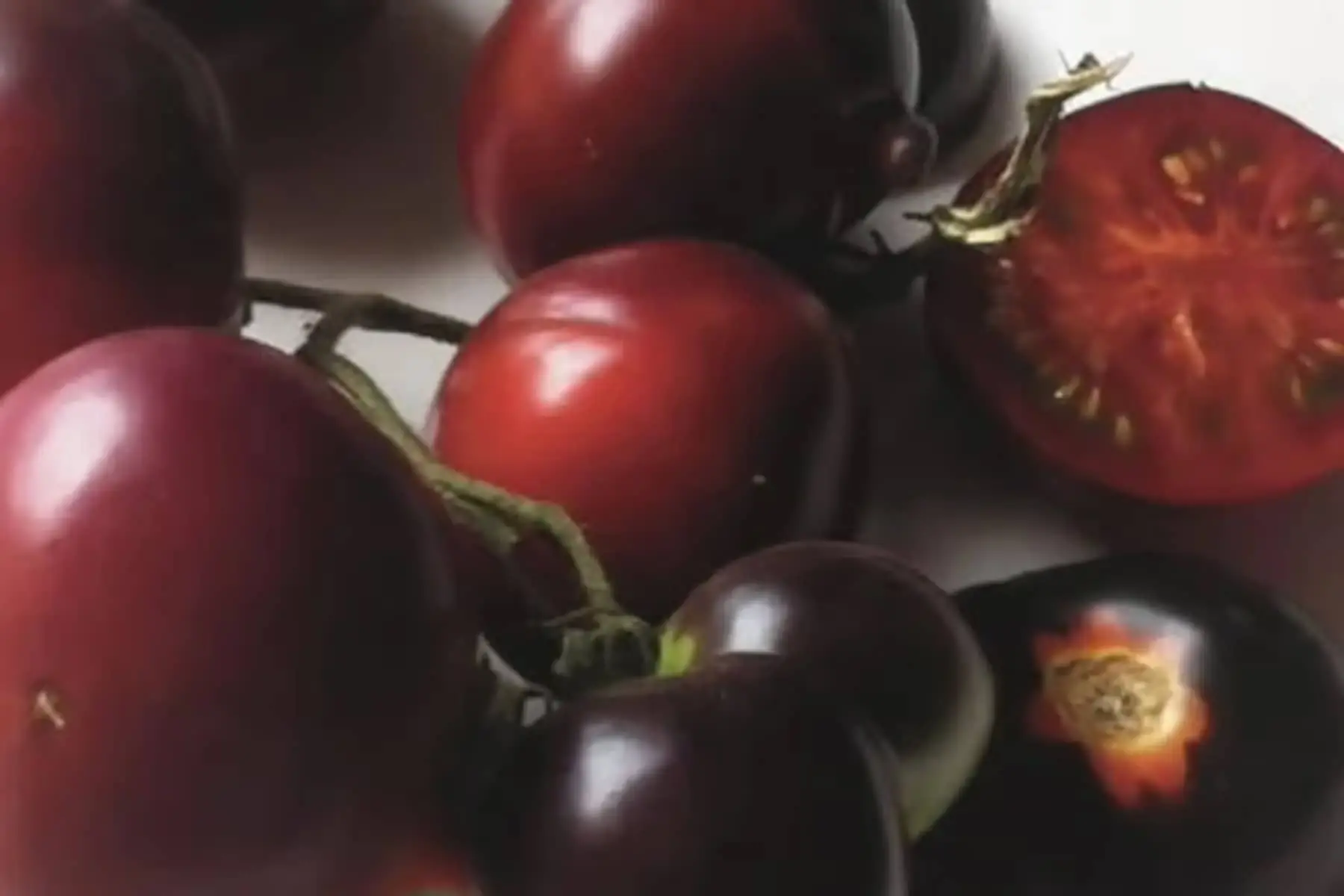 plant de tomate cerise indigo bio