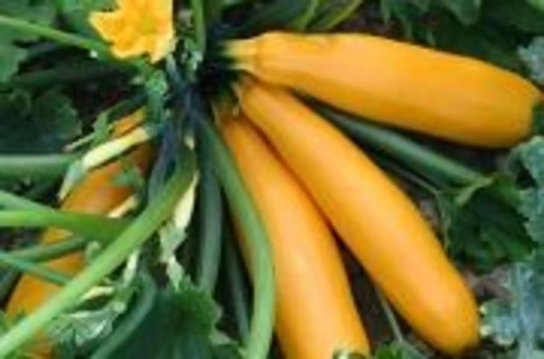 plant de courgette jaune gold rush bio