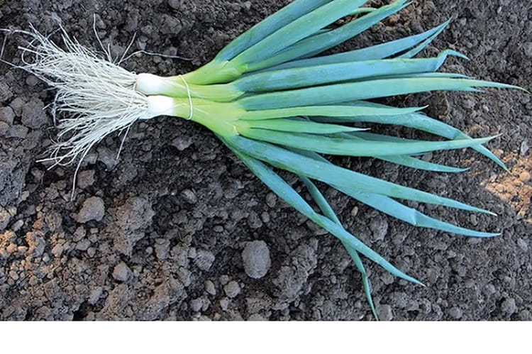 plant de ciboule japonaise bio