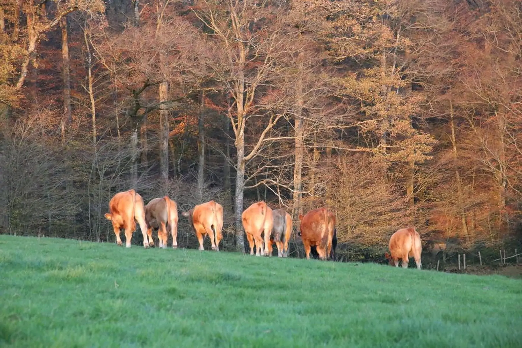boeuf limousin, colis classique
