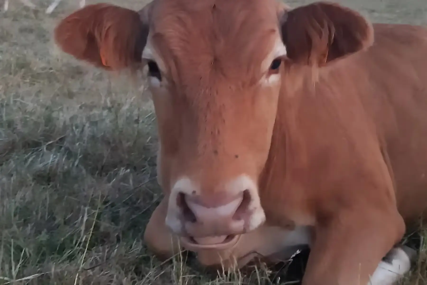 boeuf limousin, langue