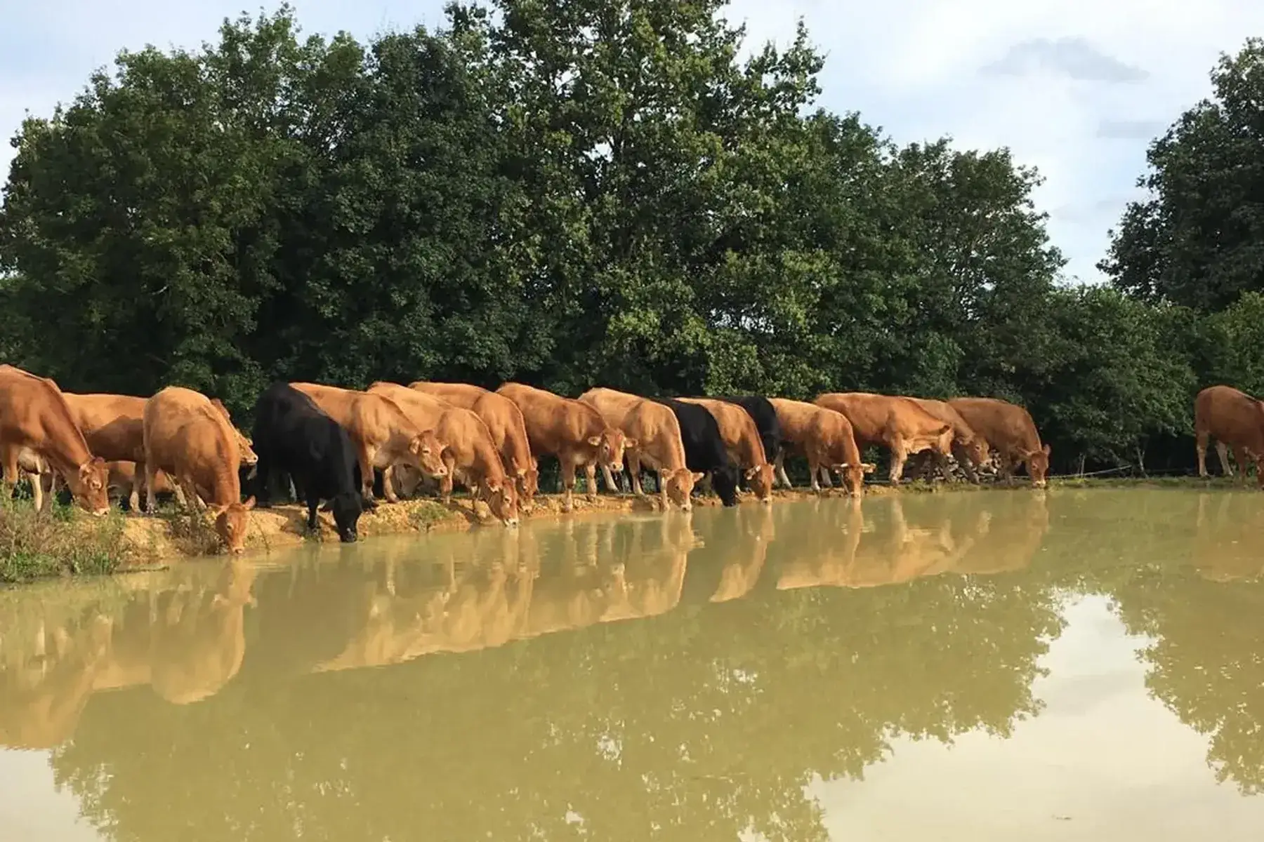 boeuf, lot de 5 saucisses basquaises