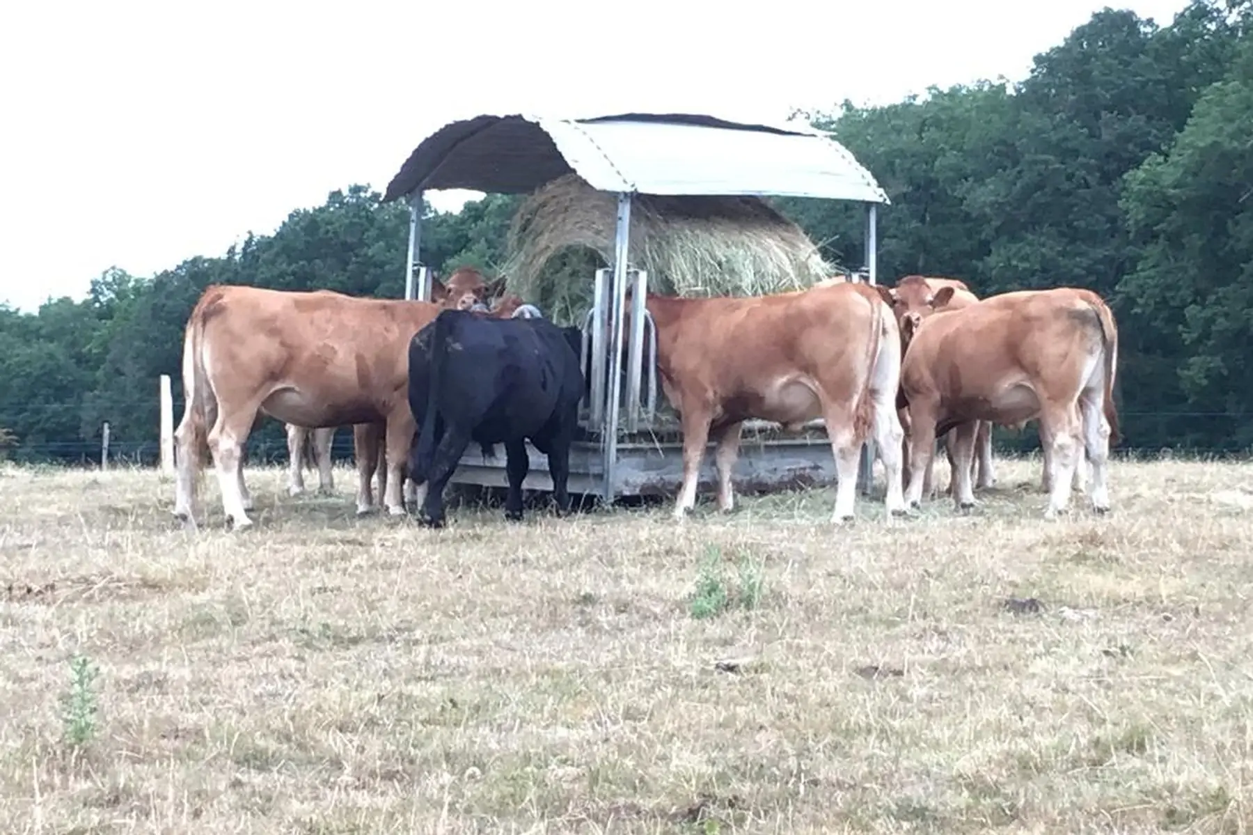 boeuf limousin, colis antipopote hiver