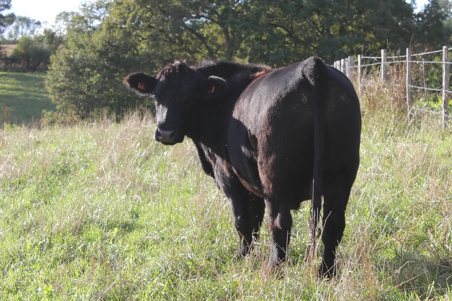 black angus, colis classique