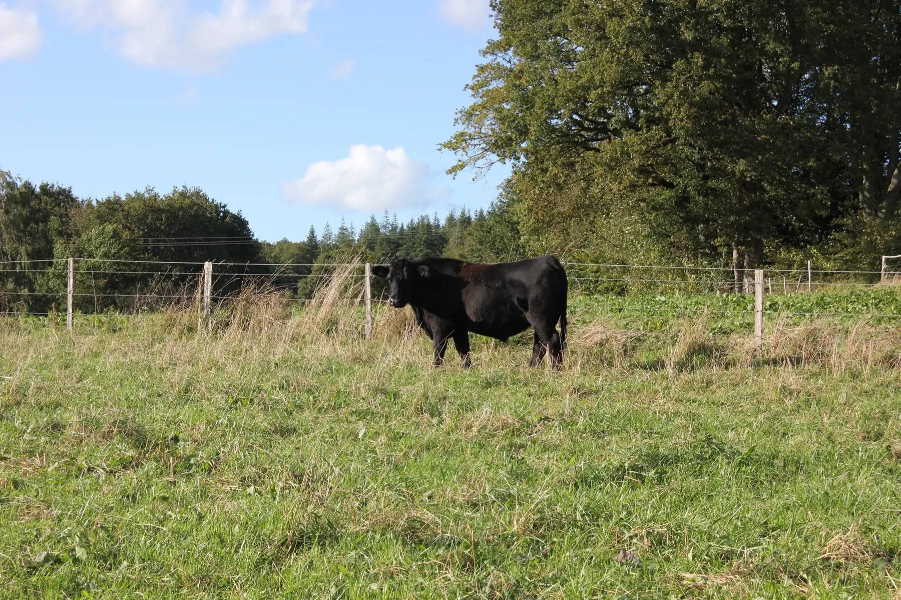 black angus, colis antipopote hiver