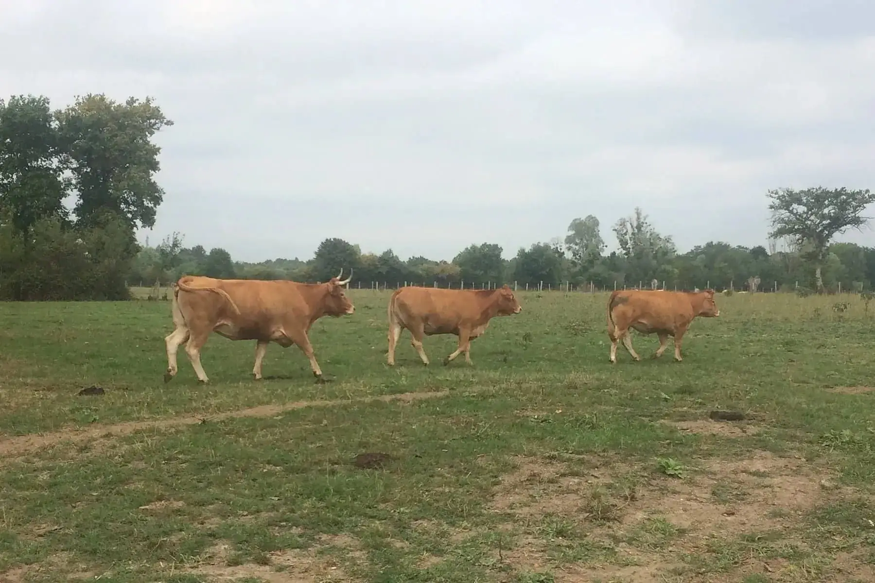 boeuf, lot de 5 petites saucisses