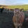 Ferme de loubat