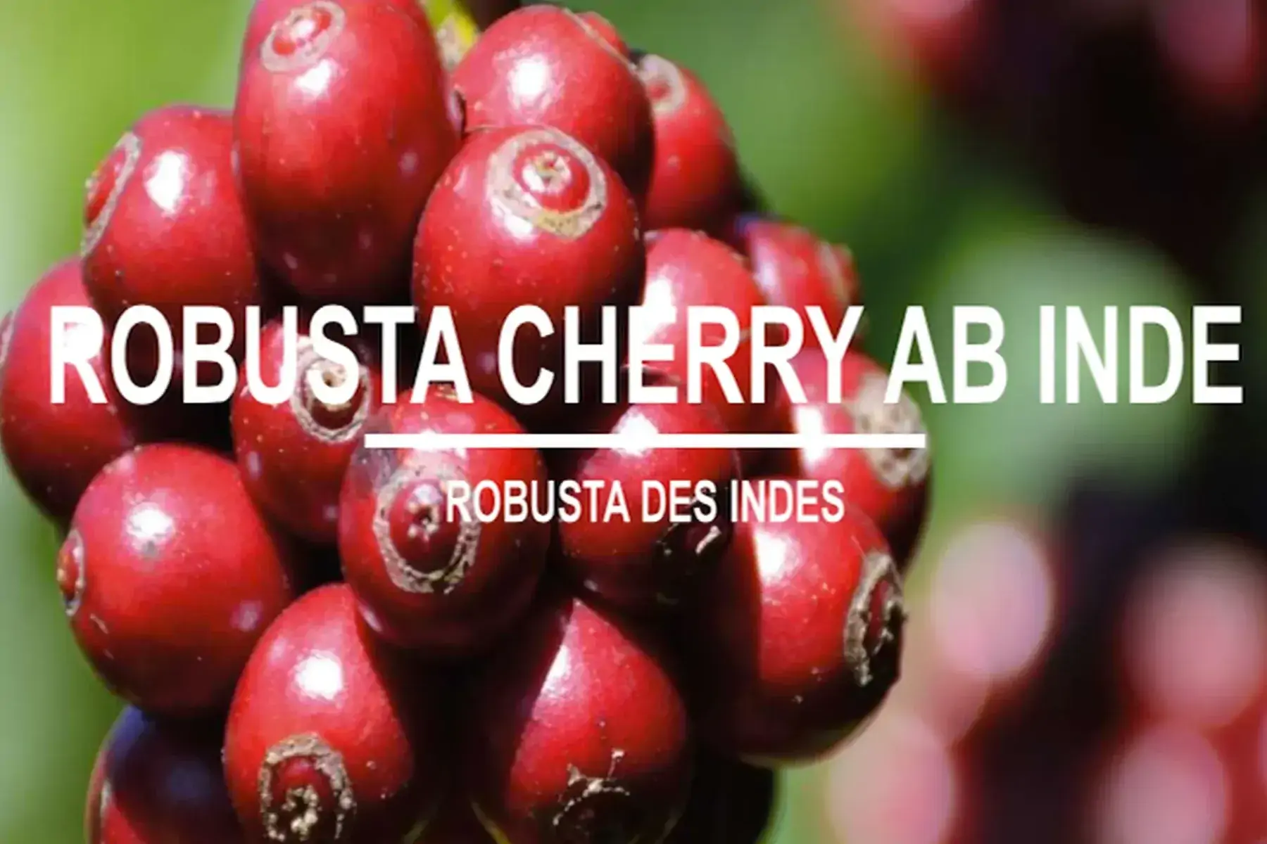 café inde robusta cherry