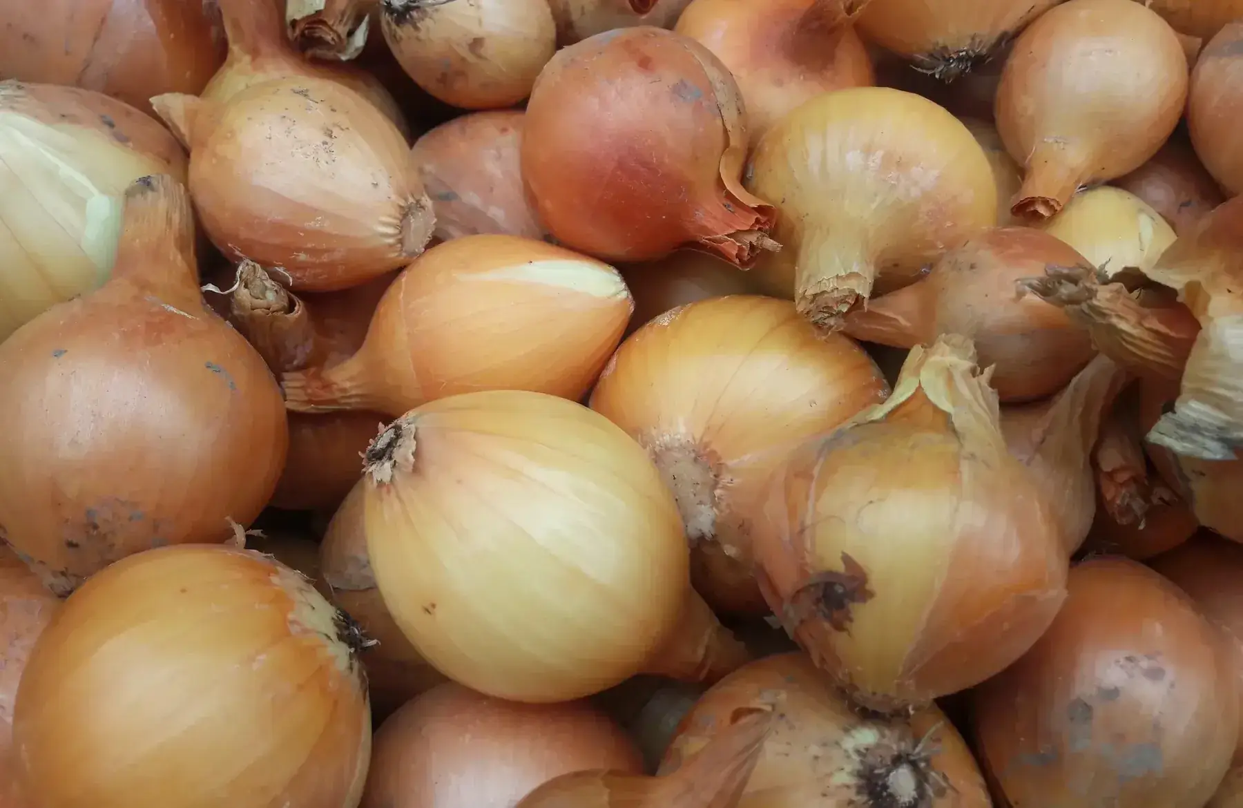 oignon jaune conservation