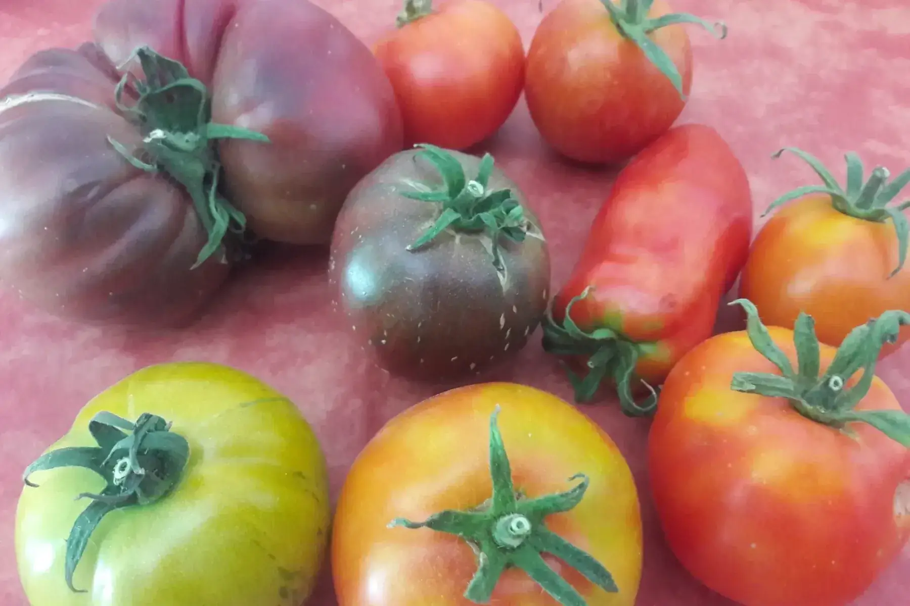 tomates anciennes (mélange)