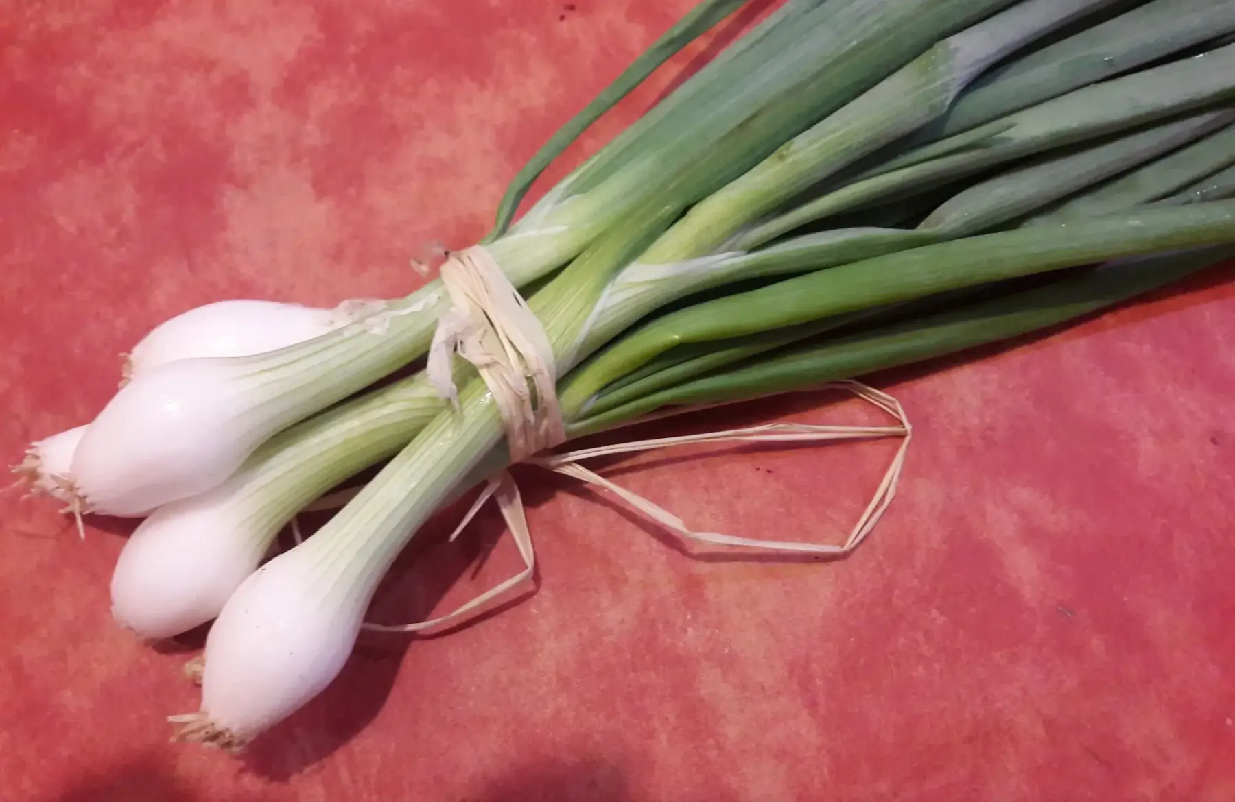oignon frais botte