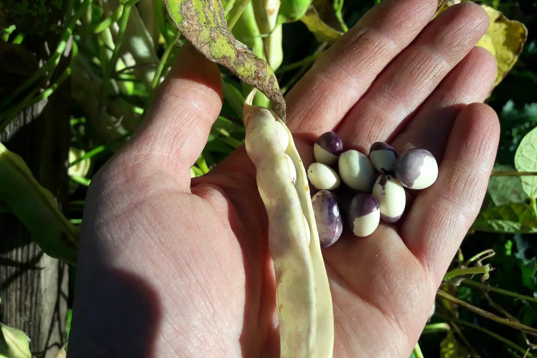haricot grain oeil du couvent