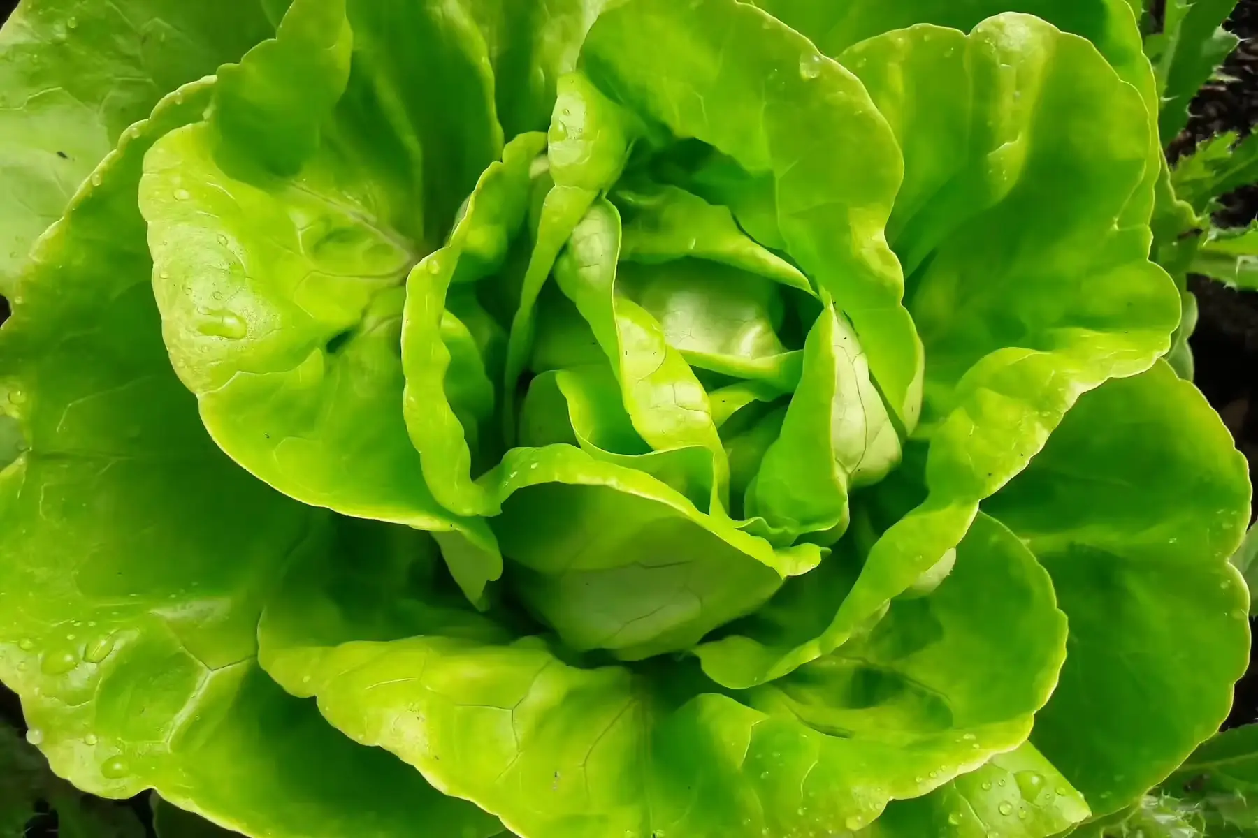 Virginie et Sylvain, Au Jardin TerrMama