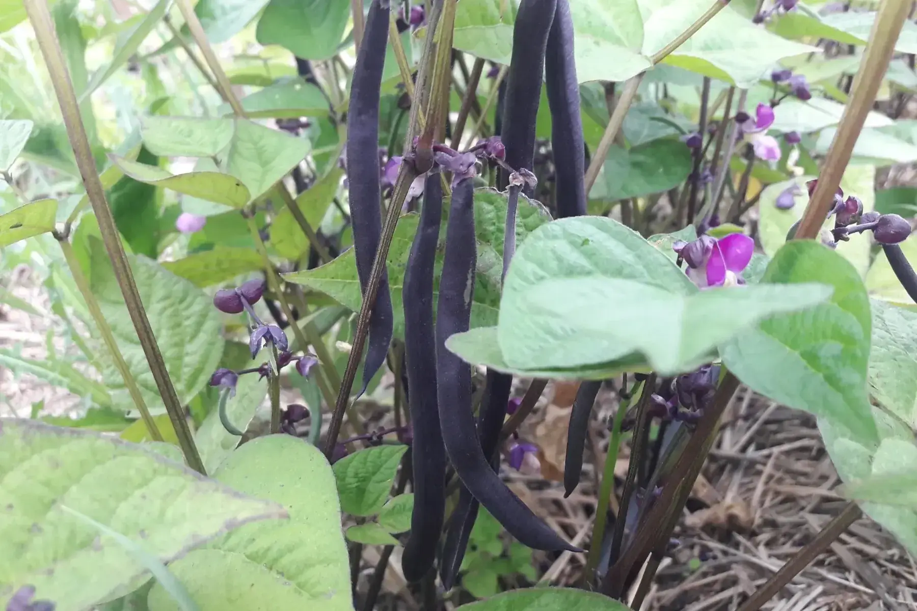 haricots violet