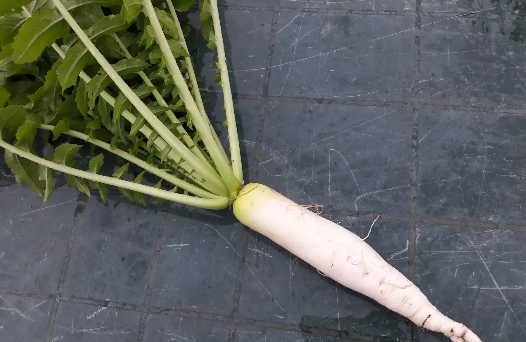 radis navet minowase