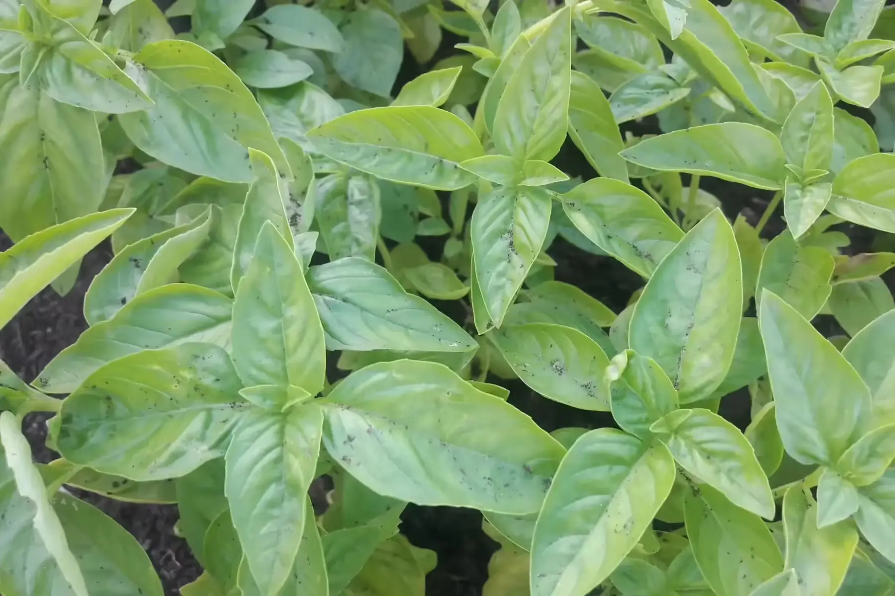 basilic vert genovese