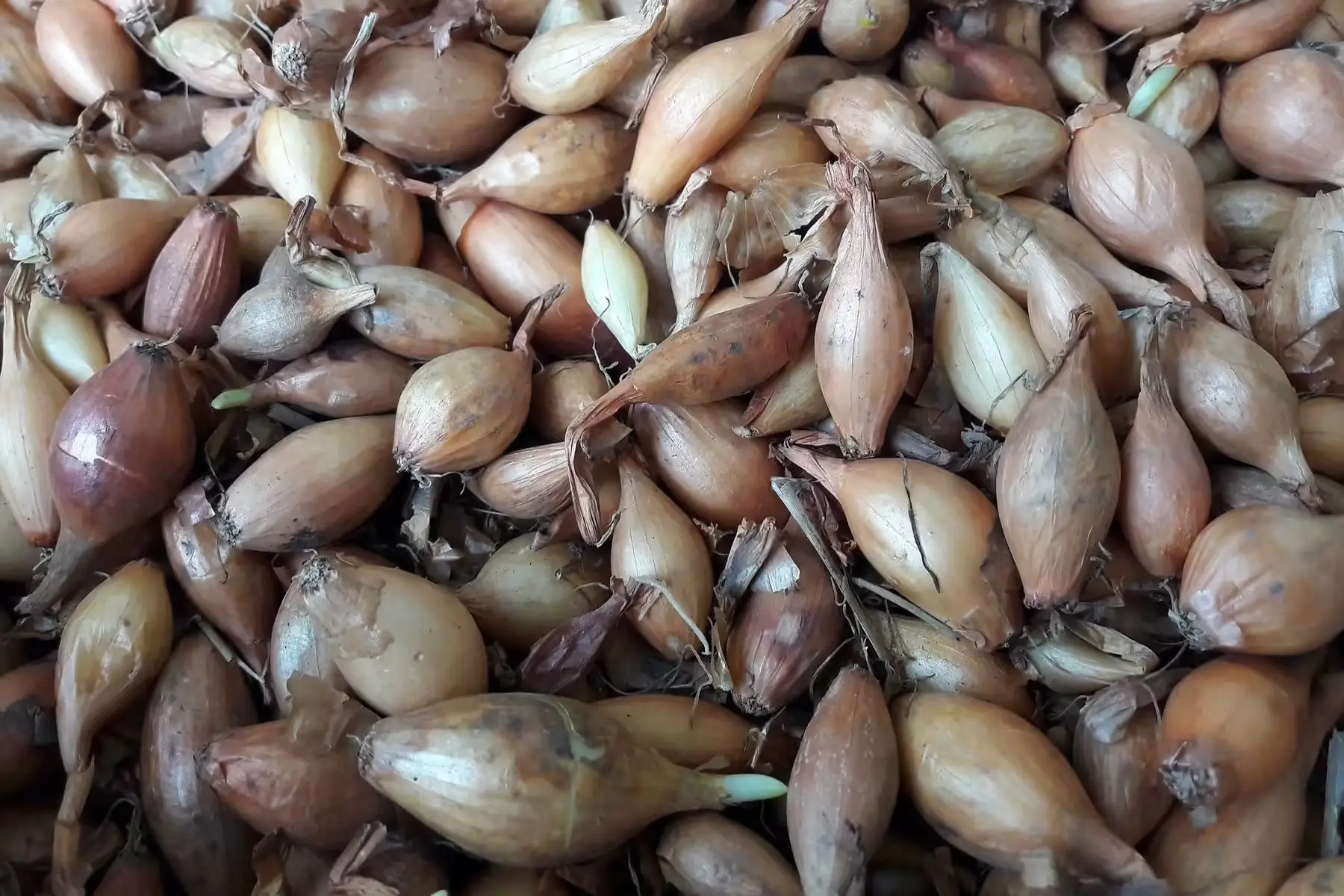 bulbille oignon jaune "sturon"