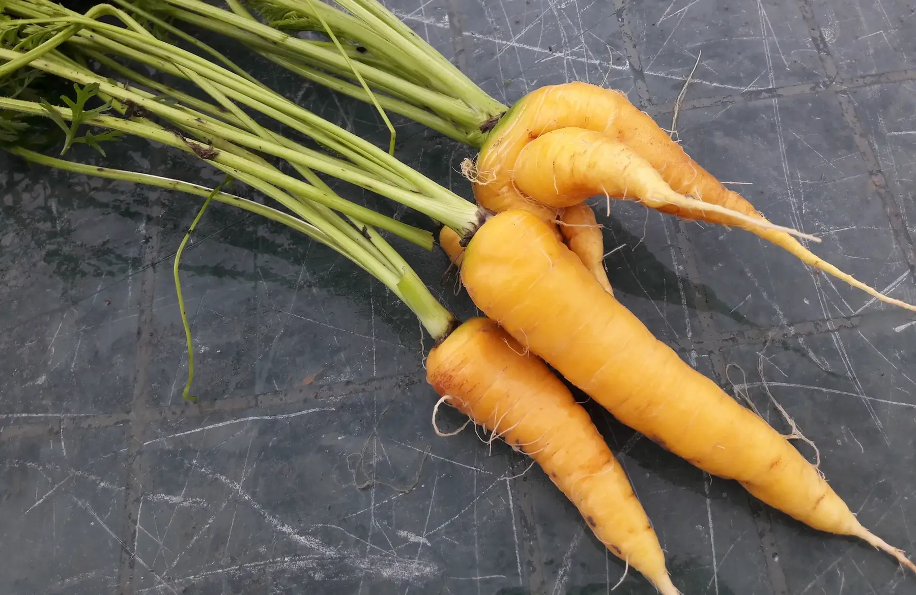 carottes botte jaune