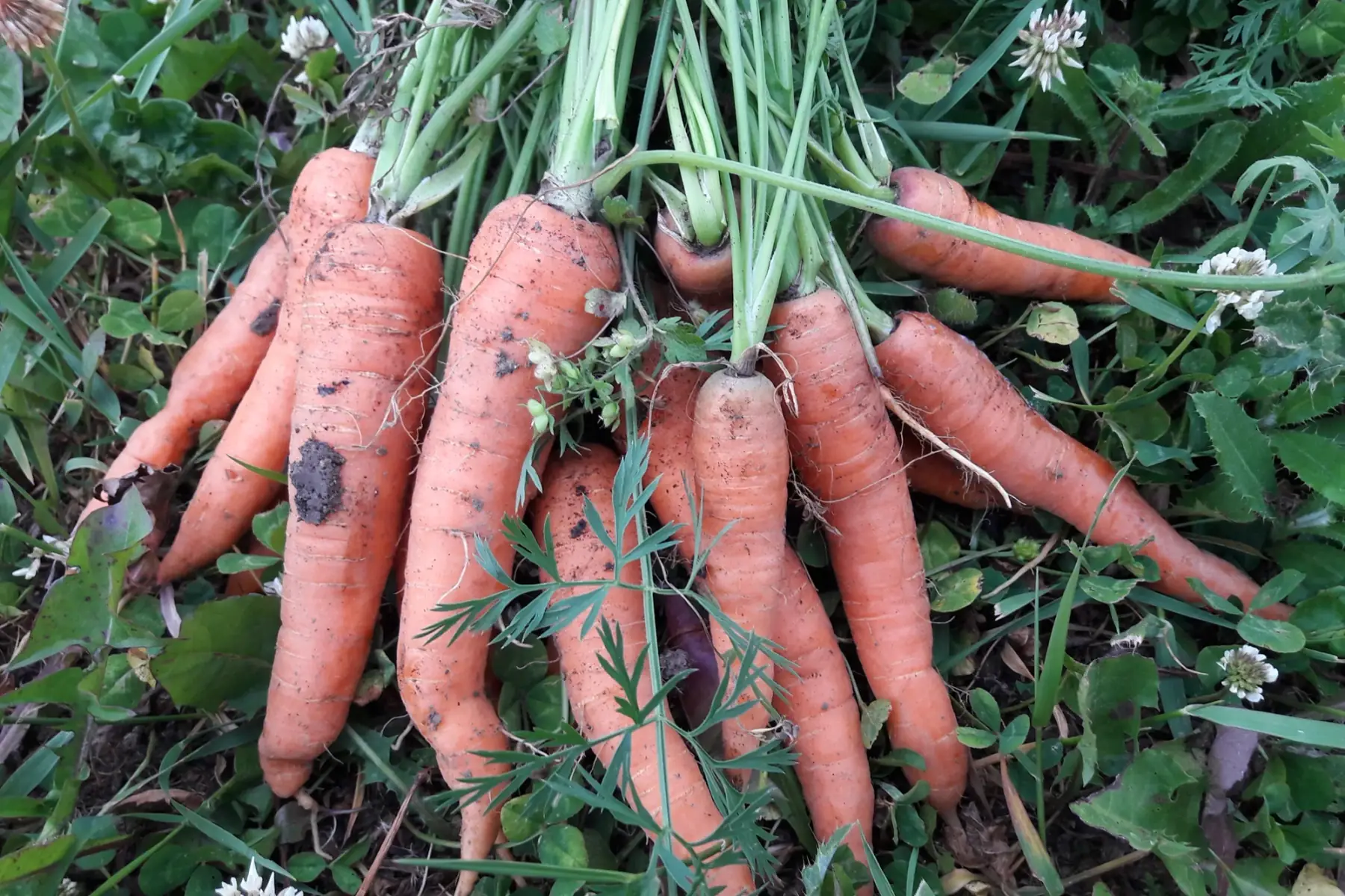 carottes nouvelles botte