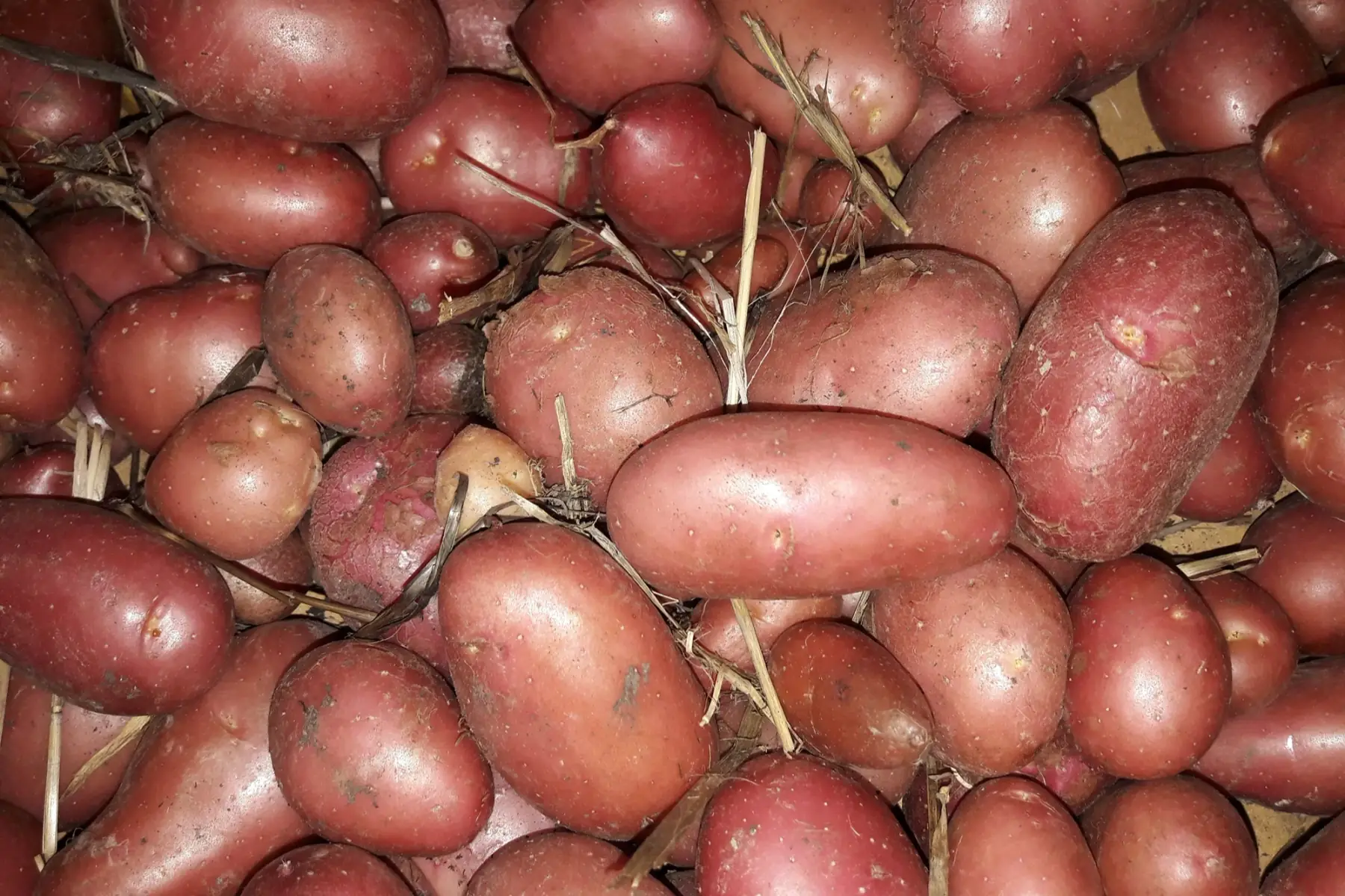 p de terre désirée