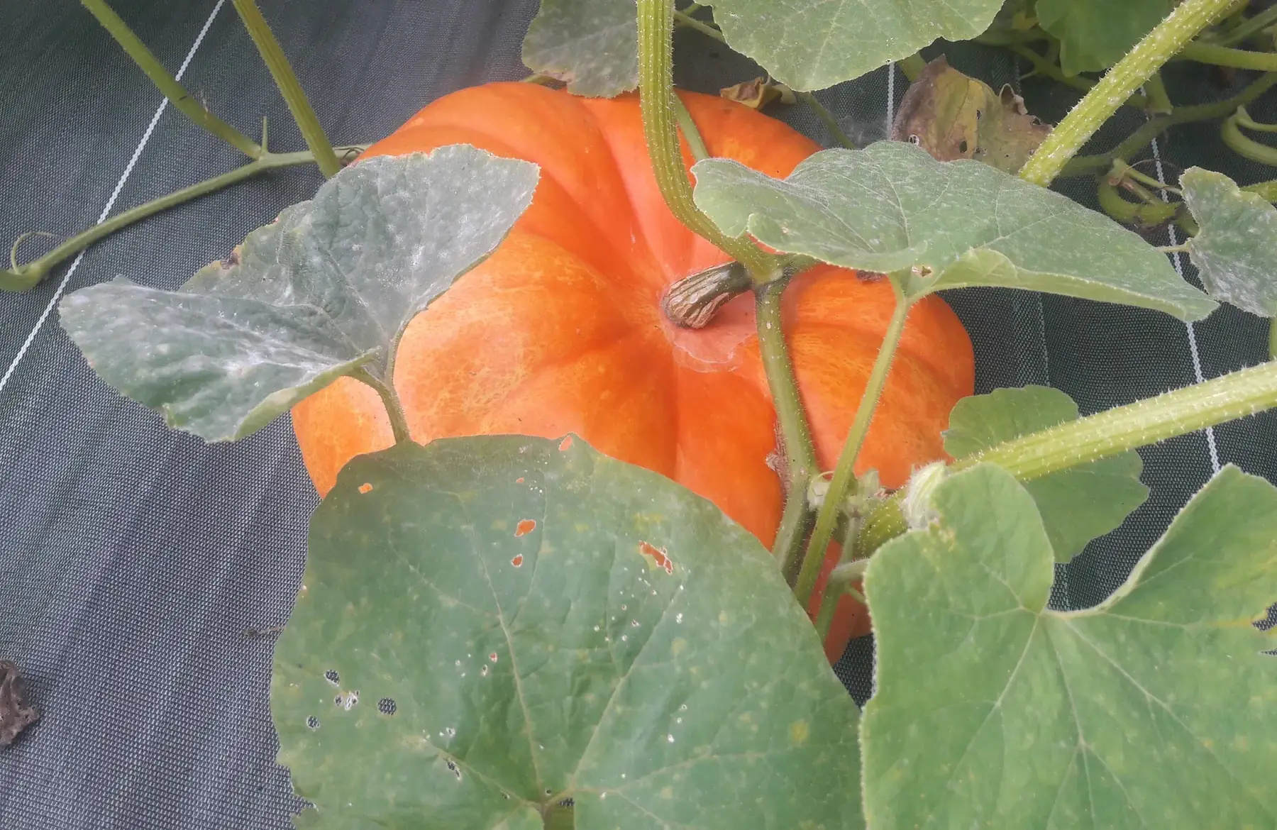 courge rouge vif d'etampes (à la coupe)