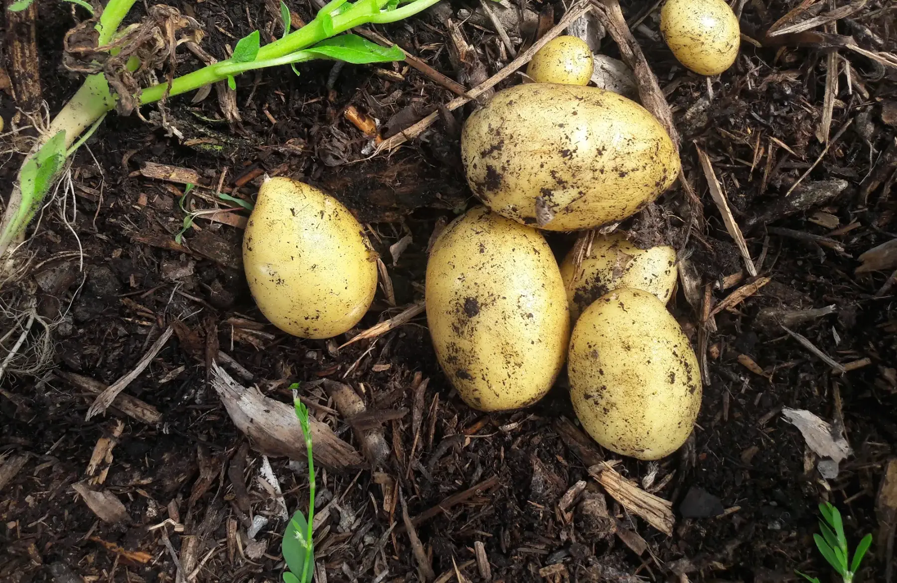 pomme de terre primeur blanche