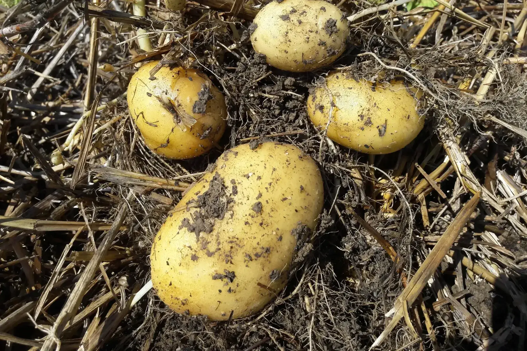pomme de terre polyvalente blanche