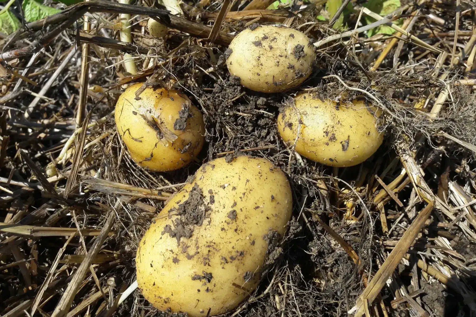 pomme de terre primeur blanche
