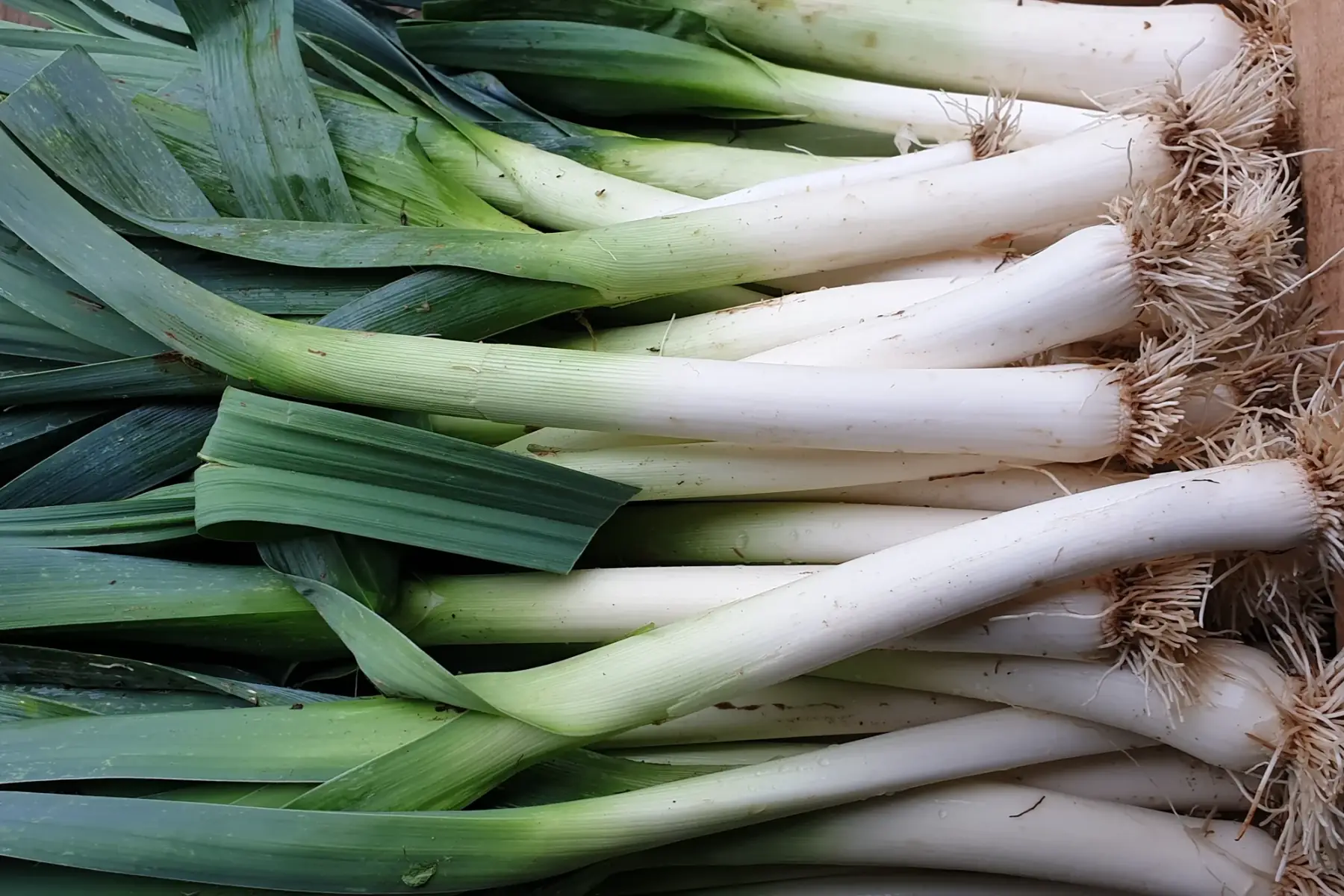 poireaux