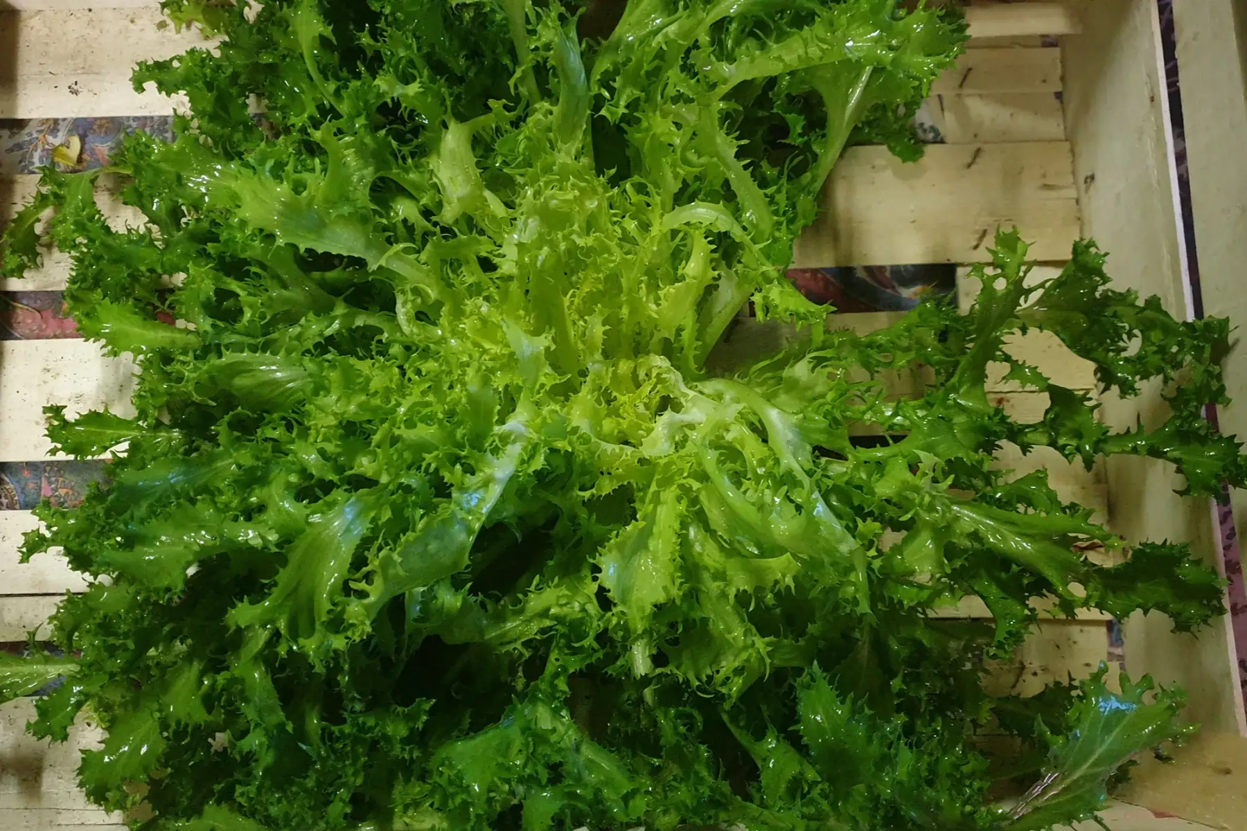 chicorée frisée