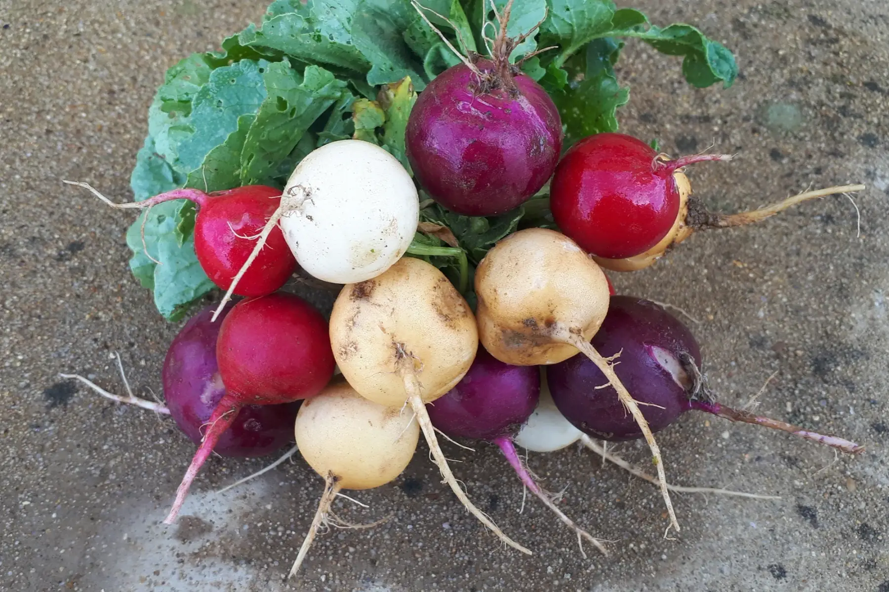 radis de couleur