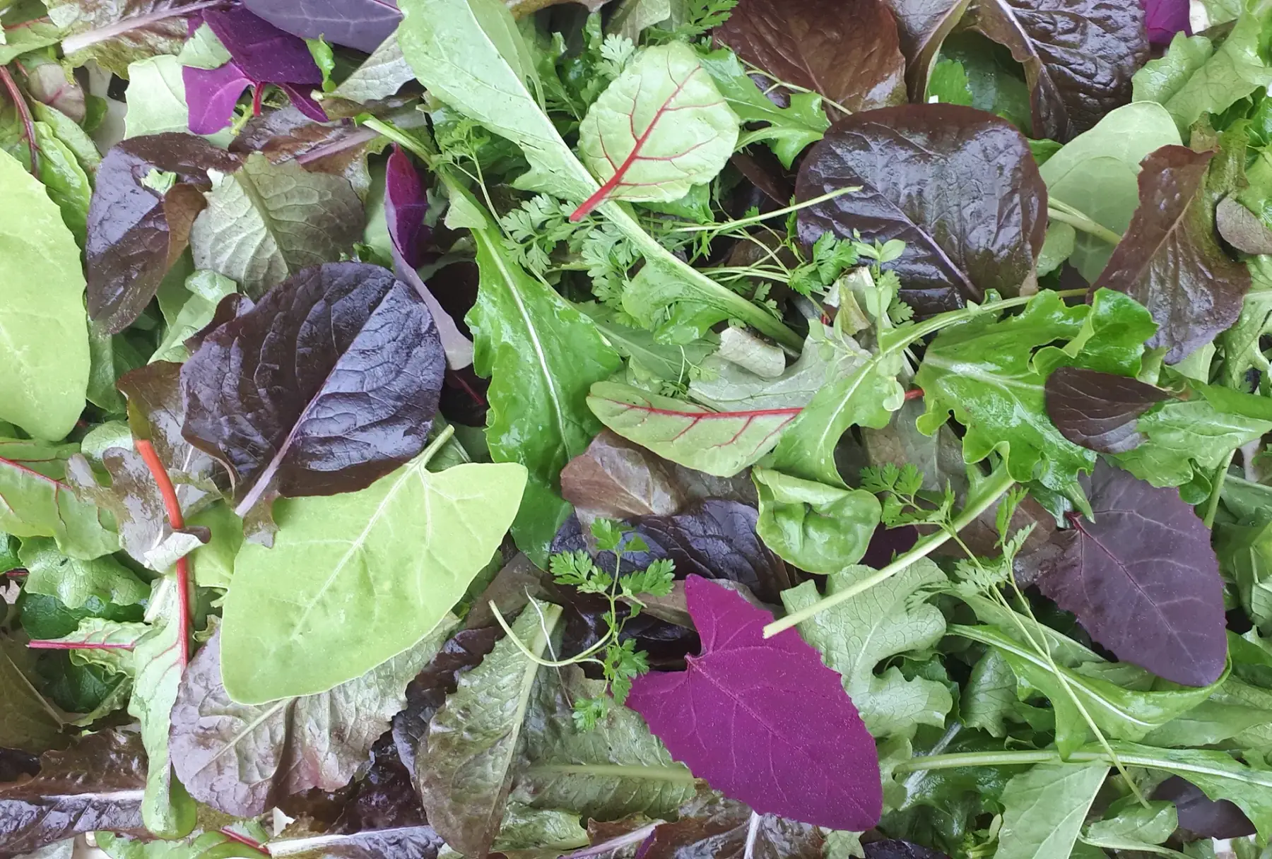 mesclun