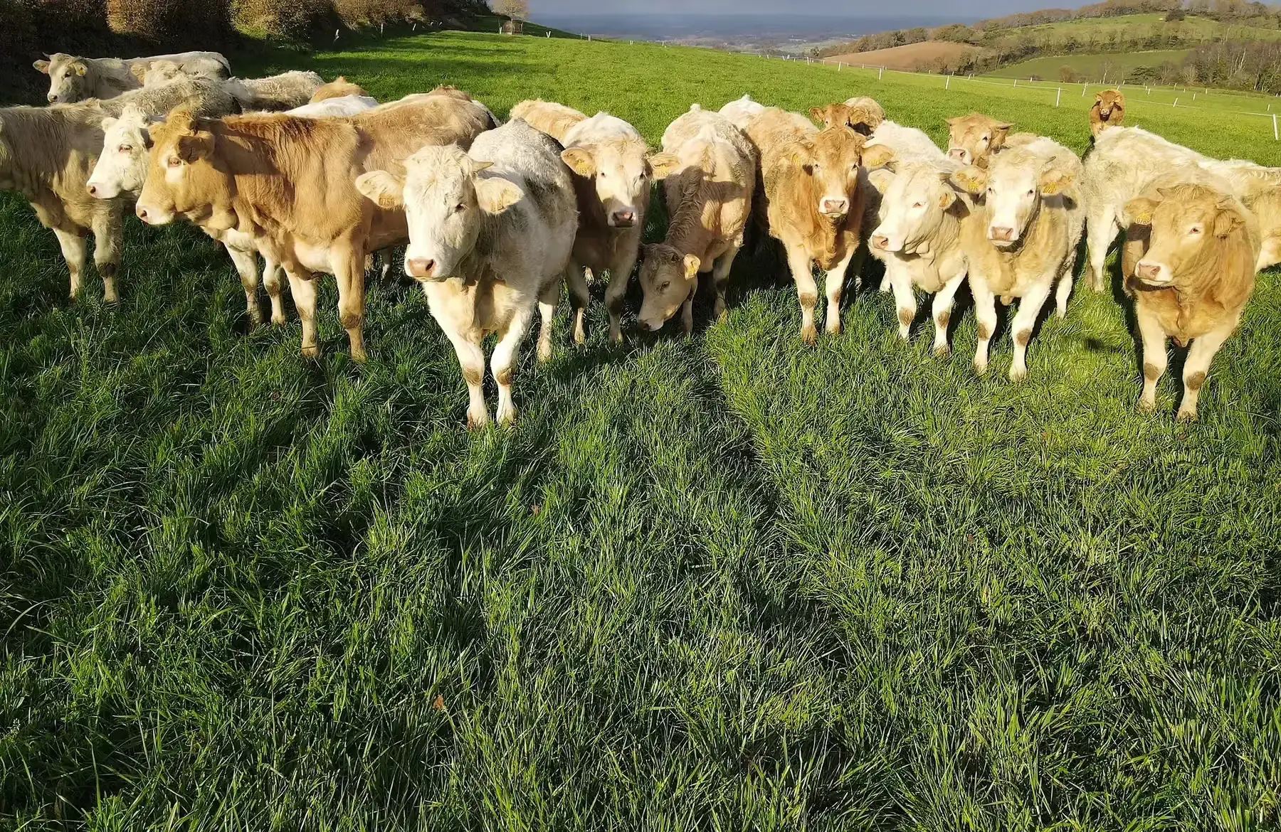 colis de viande bovine de génisse blonde d'aquitaine